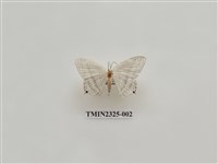 藏品(一點燕蛾)的圖片